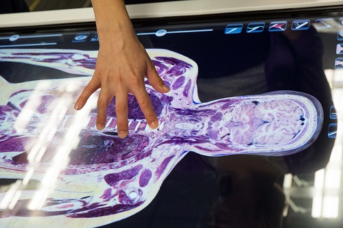 A hand on an image of a body scan