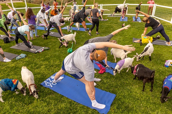 ASU students outside in masks doing yoga with goats and llamas